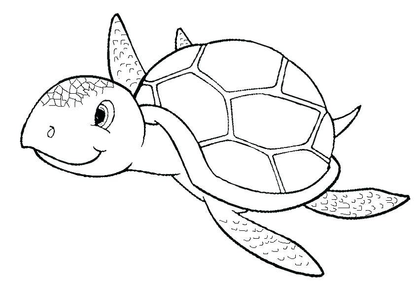850x594 Turtle Coloring Sheets Alligator Snapping Turtle Coloring Pages