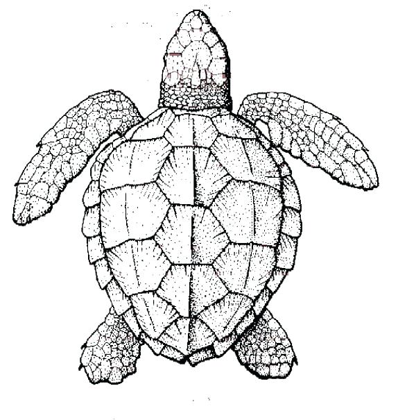 600x605 Turtles Coloring Pages Alligator Snapping Turtle Coloring Pages