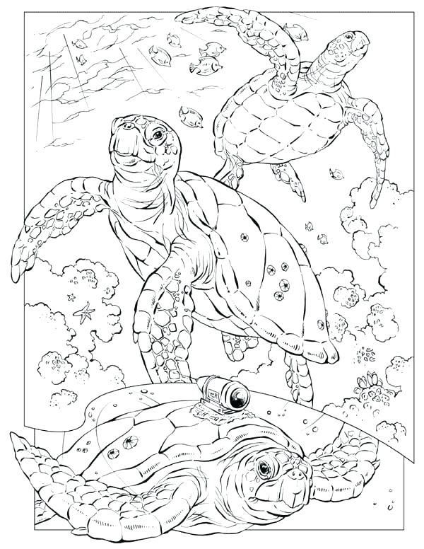 600x776 Coloring Snapping Turtle Coloring Pages Sea Documentary Page