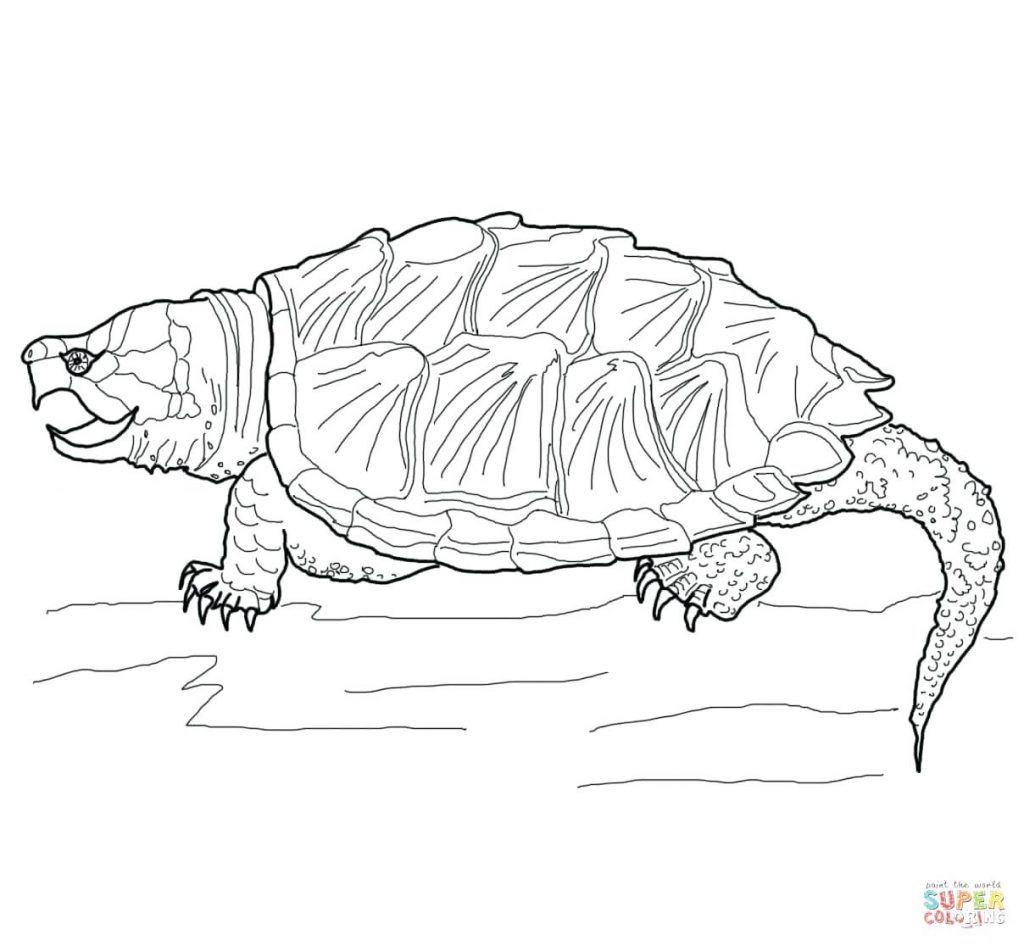 1024x946 Coloring Page Turtles Coloring Pages Cartoon Sea Turtle Coloring
