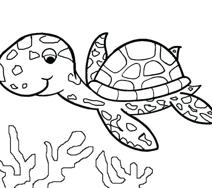 678x600 Turtle Coloring Pages Printable