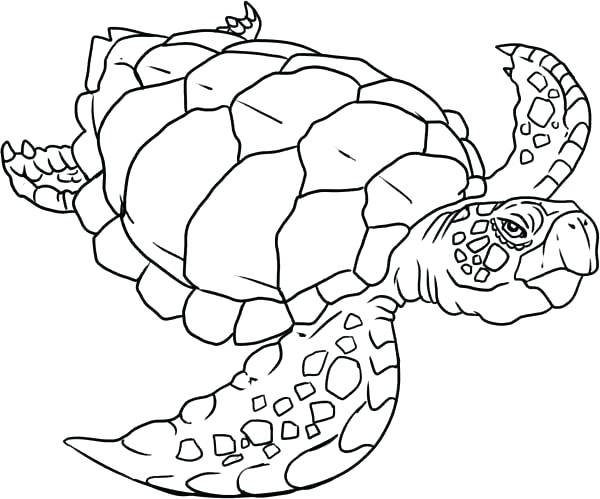 600x499 Coloring Page Of A Turtle Turtle Color Sheet Old Sea Turtle