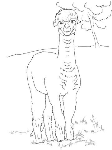 360x480 Funny Alpaca Coloring Page Miscellaneous Alpacas