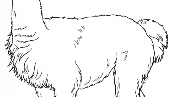 585x329 Llama Coloring Pages Knowledgeable Alpaca Page