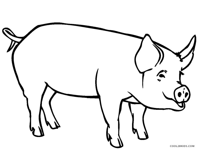 800x609 Fancy Pig Coloring Pages For Your Kids With Inside Plans