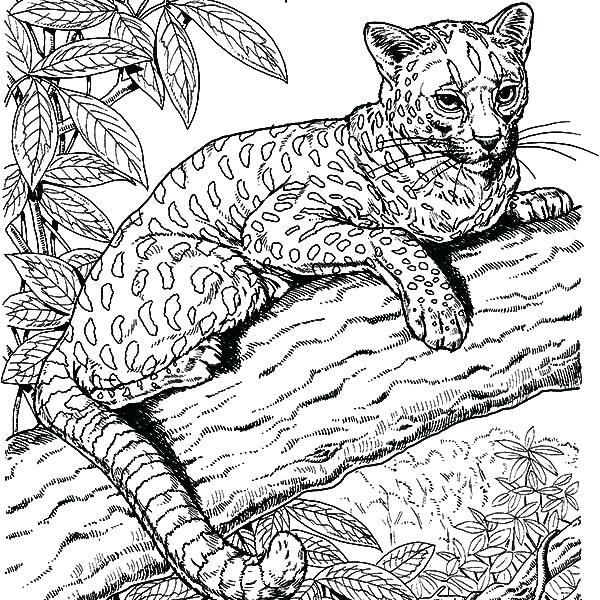 600x600 Amazing Coloring Pages Cool Animal Coloring Pages Amazing Coloring