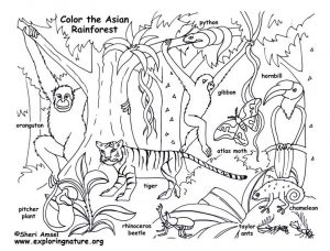 300x228 Amazing Design Rainforest Coloring Pages Stunning Inspiration