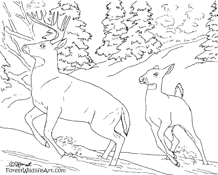 878x702 Rainforest Animal Coloring Pages Printable Coloring Pages