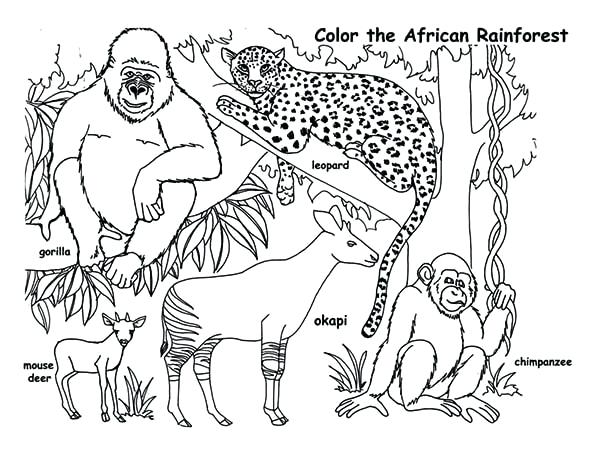 600x464 Rainforest Animals Coloring Pages Animals Coloring Page Amazon