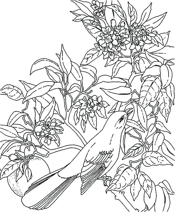 600x725 Rainforest Coloring Pages Tropical Coloring Page Tropical