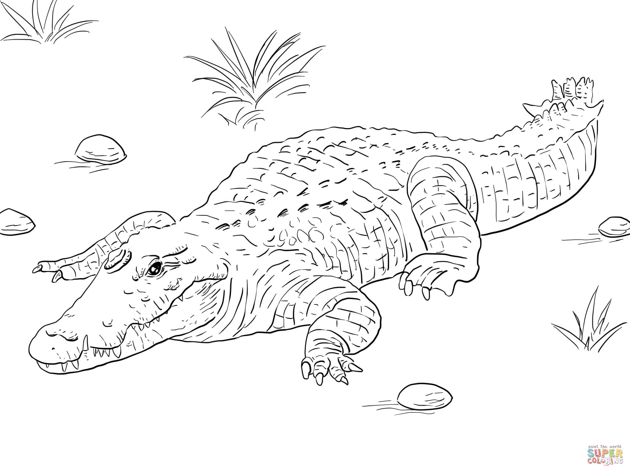 2048x1536 Unique American Alligator Coloring Page