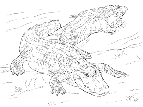 480x360 American Alligator Coloring Page Two American Alligators Coloring