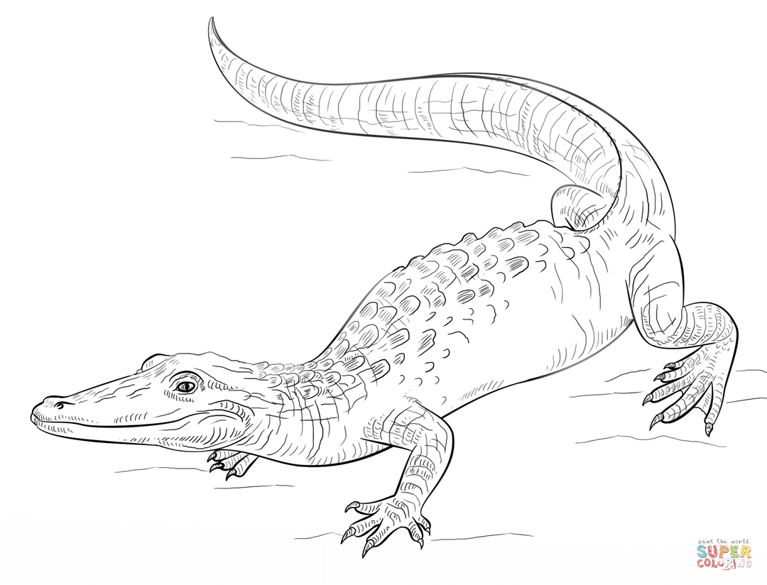 1080x824 Realistic Alligator Coloring Page Free Printable Coloring Pages