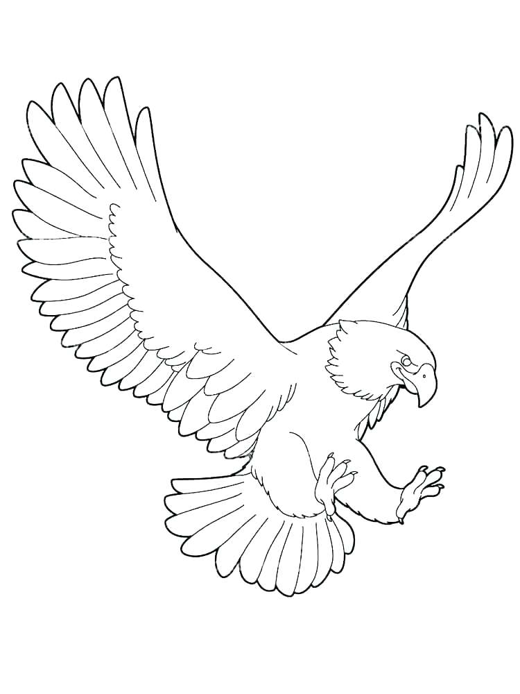 The best free Bald eagle coloring page images. Download from 855 free ...