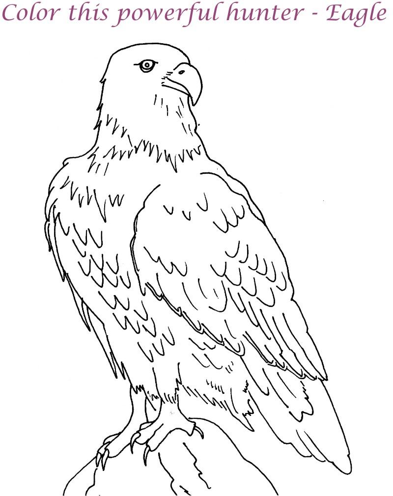 800x1010 Best Photos Of Eagle Print Out American Bald Eagle Coloring Page