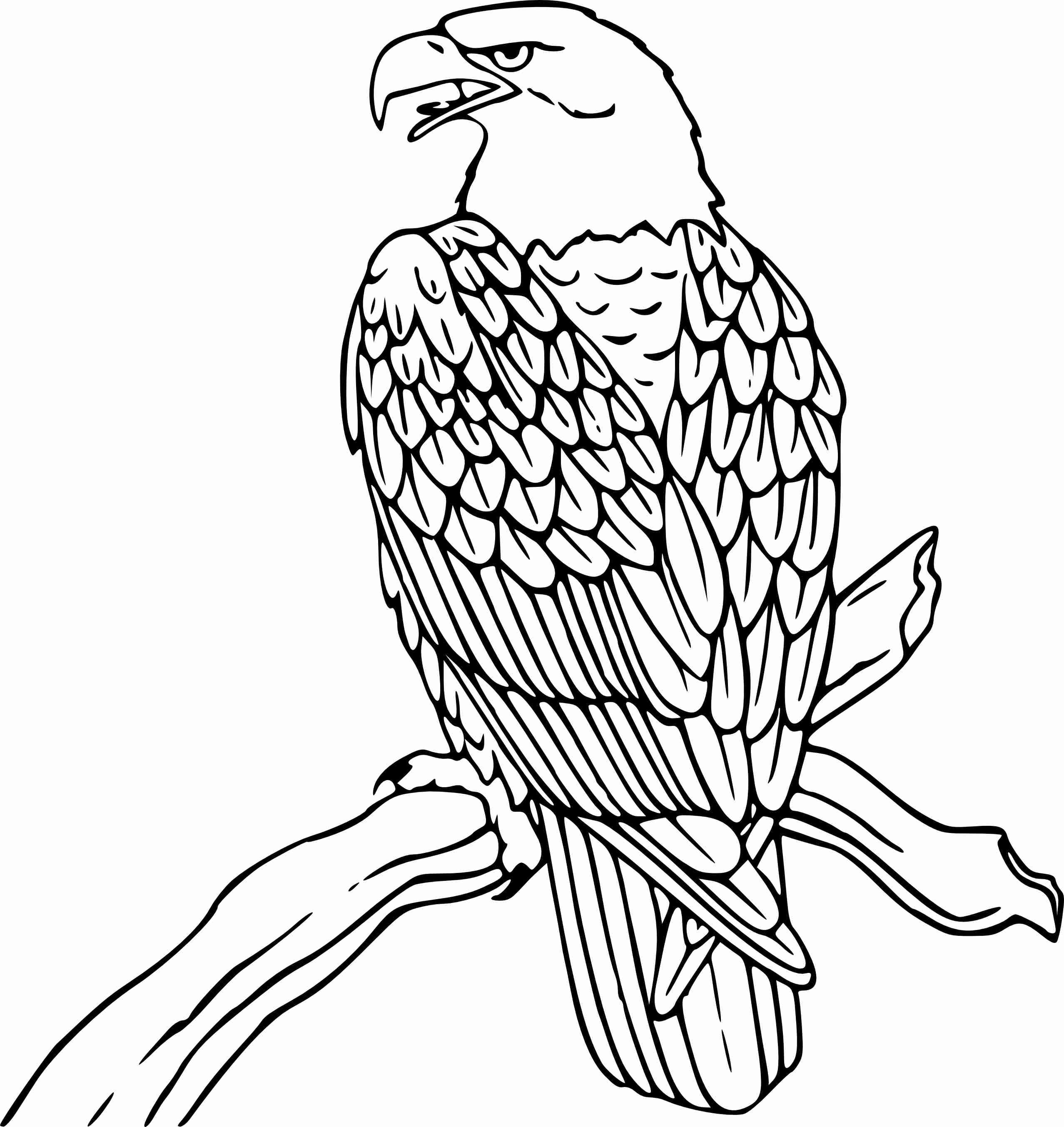 2555x2706 Coloring Pages Bald Eagle Page Soaring Here Home Endearing