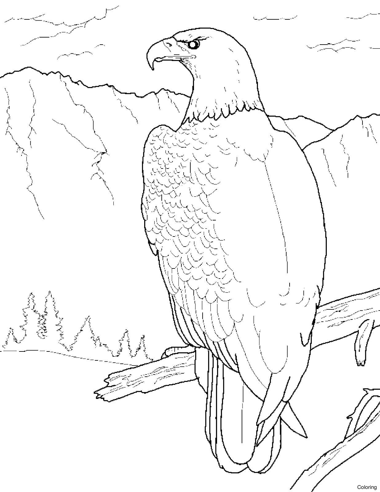 1236x1600 Bald Eagle Coloring Pages Mosm