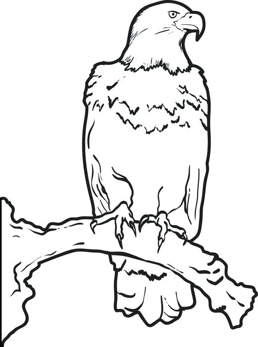520x700 Eagle Color Page Bald Eagle Coloring Pages Eagle Color Page Eagle