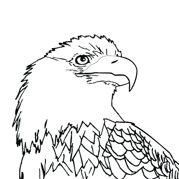 600x600 Eagle Pictures Coloring Pages Bald Eagle Pictures To Color Eagle
