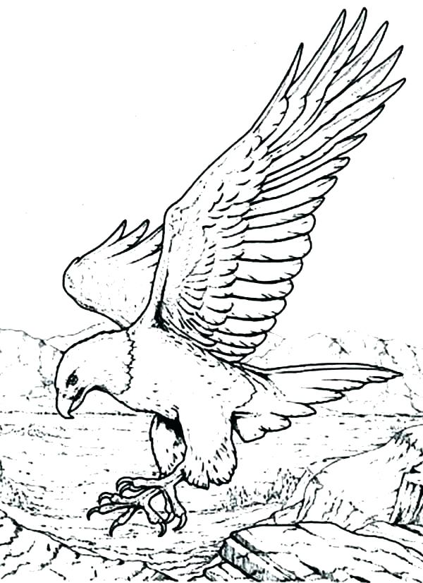 600x826 Bald Eagle Coloring Sheet