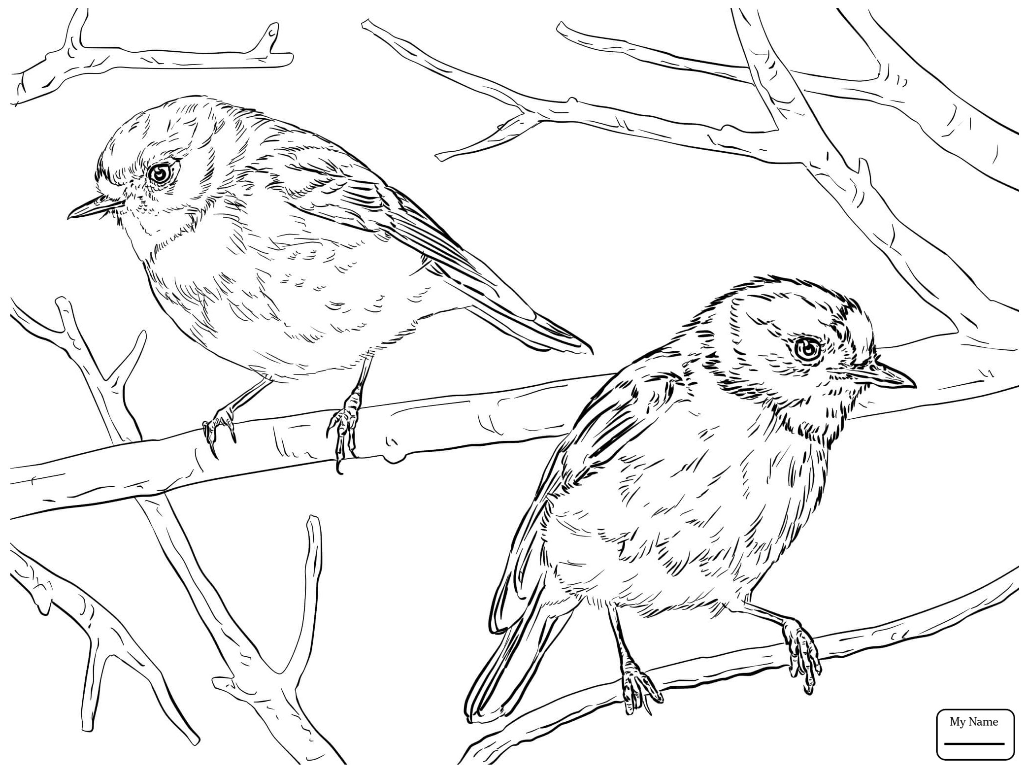 2089x1567 Robin Animal Coloring Pages Free Draw To Color