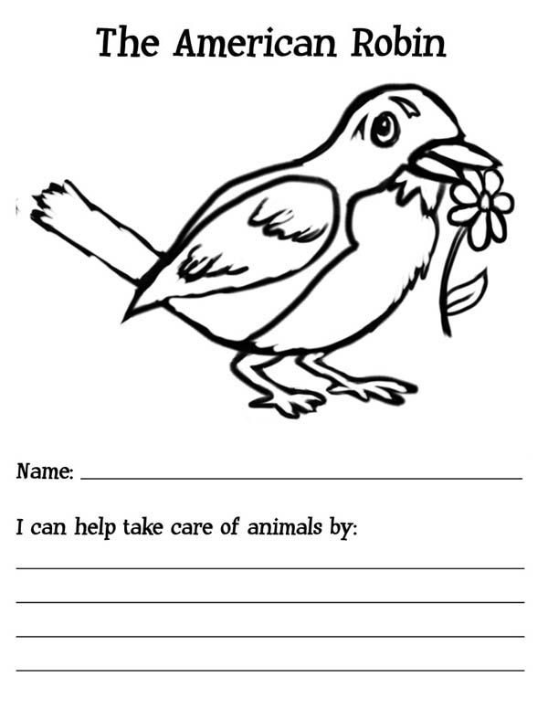 600x776 The American Robin Bird Coloring Page