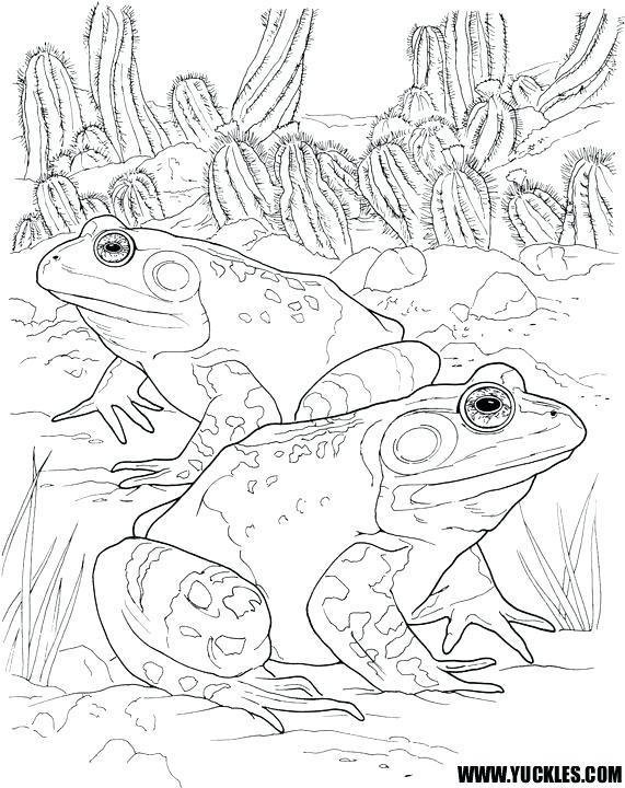 571x720 Amphibian Coloring Pages Toad Coloring Page Free Amphibian