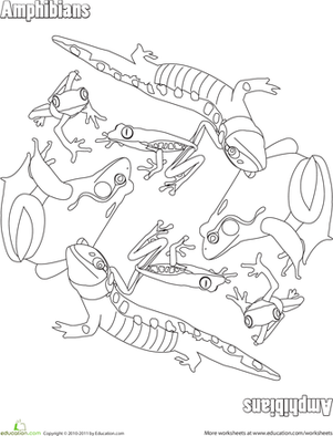 301x394 Amphibians Worksheet