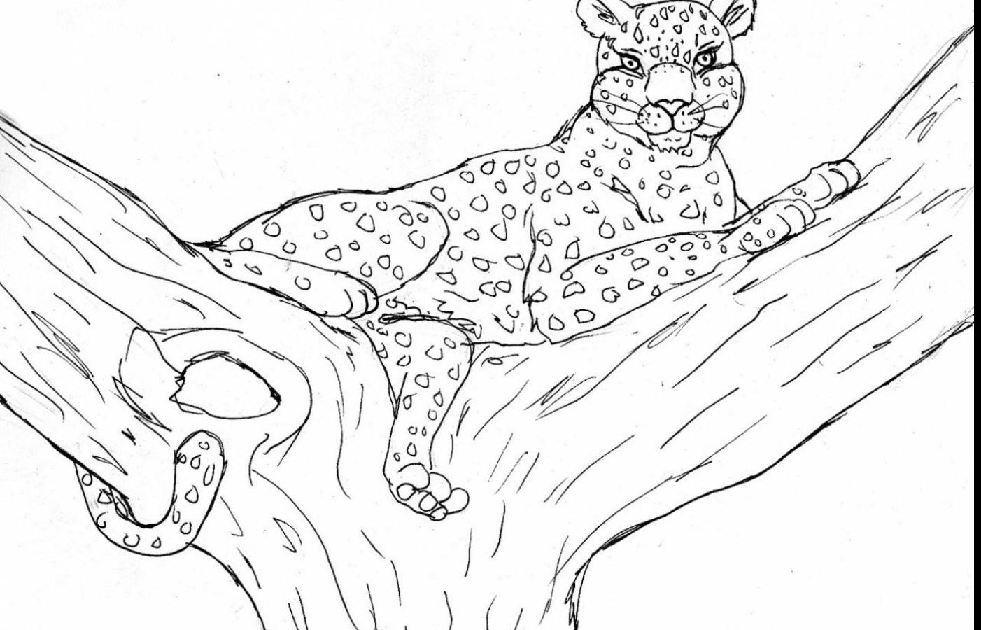 1402x900 Leopards Coloring Pages Free Printable Leopard Page Animals Baby