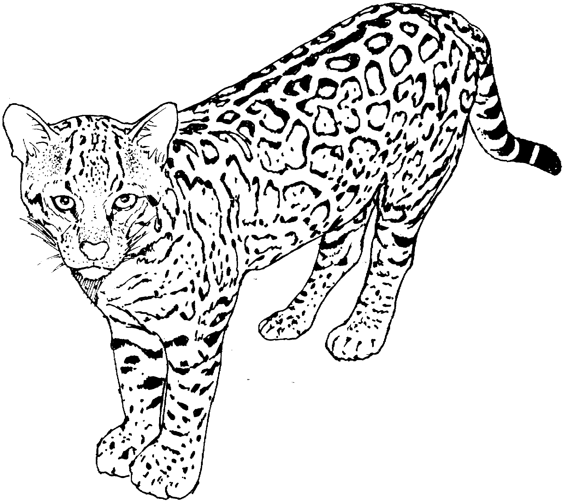1978x1761 Unique Leopard Page To Color Collection Printable Coloring Sheet