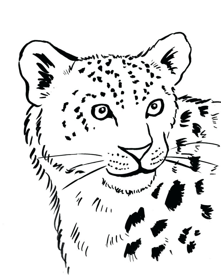 760x950 Leopard Coloring Pages