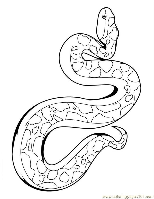 650x840 Anaconda Coloring Page Coloring Pages