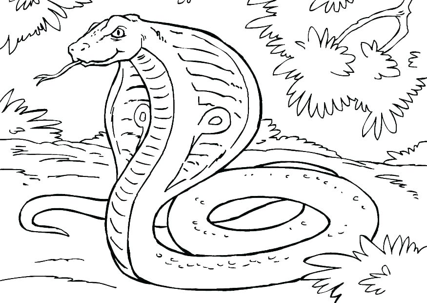 875x620 Anaconda Coloring Pages Coloring Page Snake Anaconda Coloring