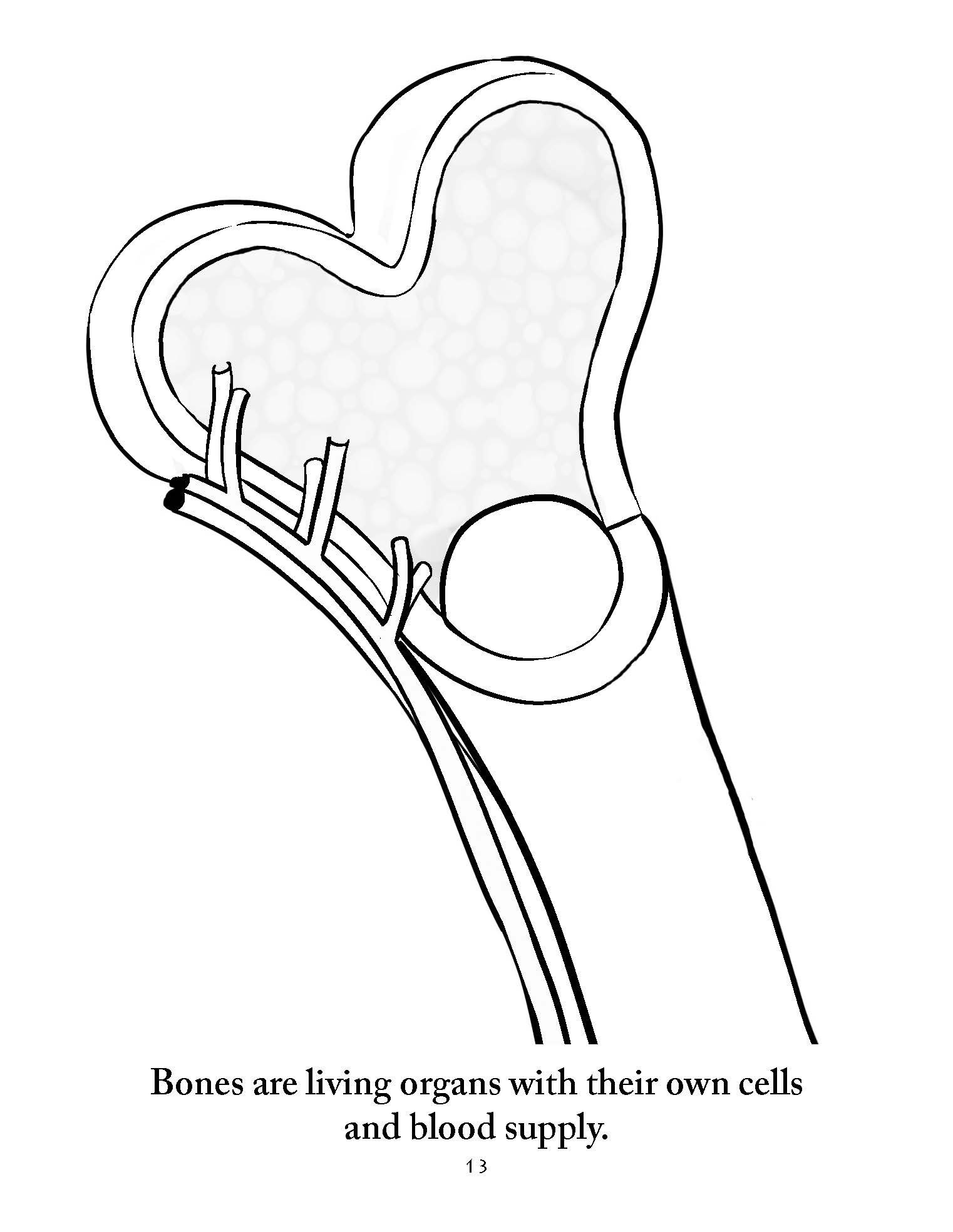 1522x1969 Anatomy Coloring Pages
