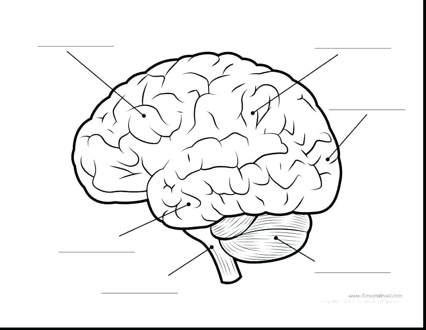 878x680 Brain Anatomy Coloring Pages Brain Anatomy Coloring Book As Well