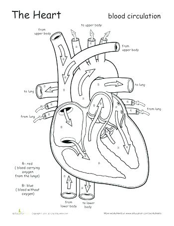 350x453 Heart Anatomy Coloring Pages