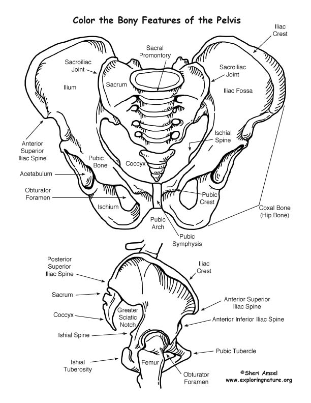 612x792 Anatomy Coloring Pages Pdf Anatomy Coloring Pages Pdf Bgcentrum