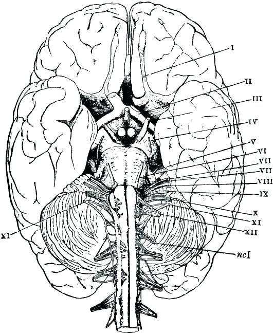 531x650 Anatomy Physiology Coloring Pages Lovely Anatomy