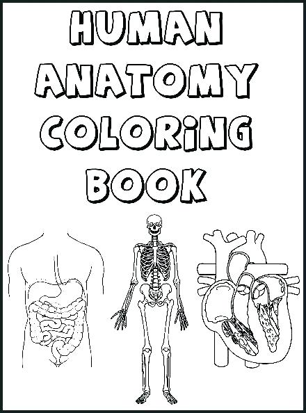 440x594 Anatomy Coloring Sheets Related Post Anatomy And Physiology