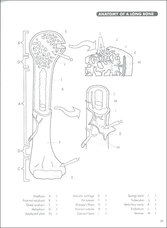587x800 Anatomy Coloring Book Pages Muscle Coloring Book Free Printable