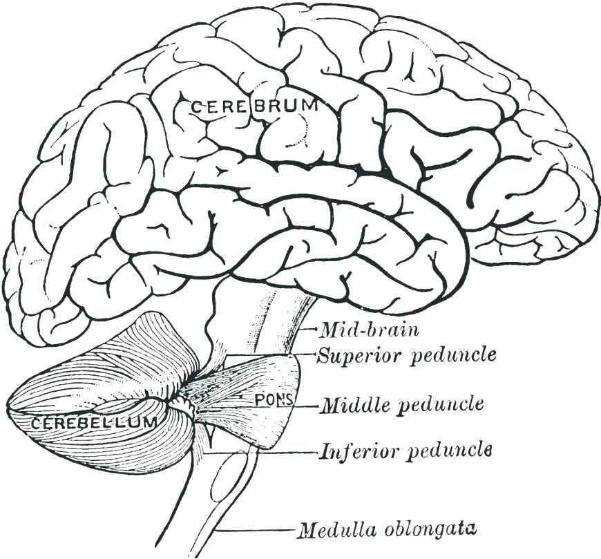 870x809 Anatomy Coloring Page Anatomy Coloring Page Anatomy Coloring Pages