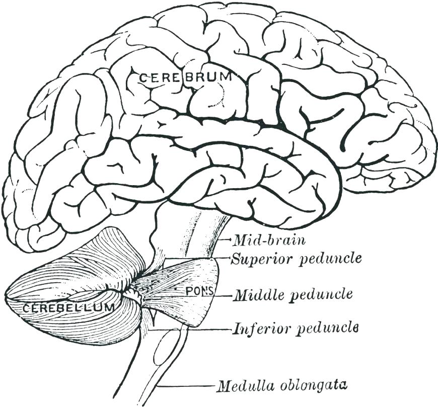 870x809 Anatomy Coloring Pages Brain Anatomy Coloring Pages Brain Anatomy