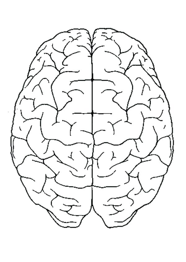 600x848 Anatomy Coloring Pages Heart Brain Anatomy Coloring Pages Brain
