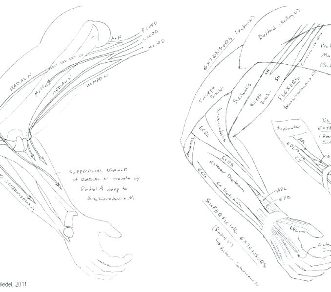 678x600 Heart Anatomy Coloring Pages Free Printable Human Anatomy Coloring