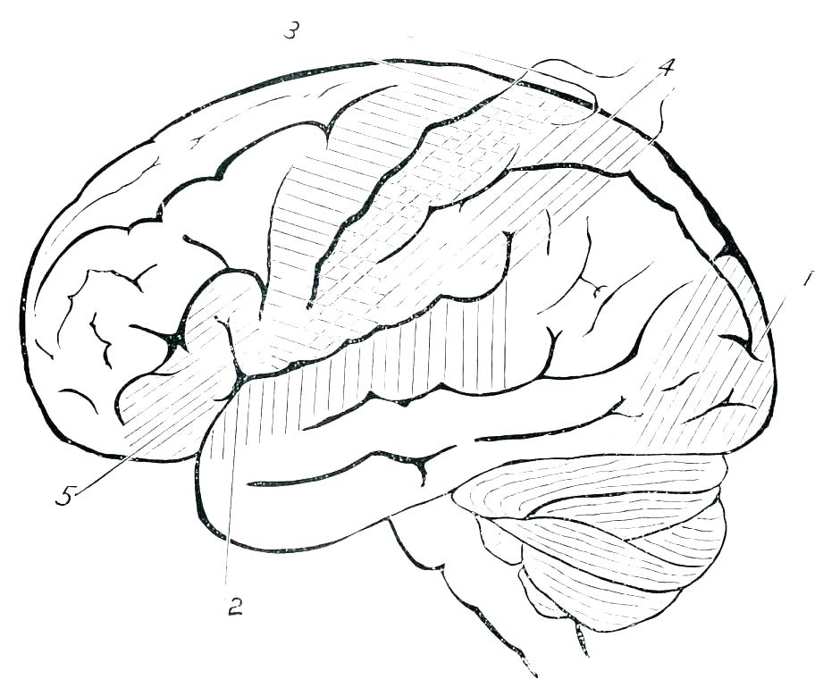 940x770 Human Anatomy Coloring Sheets Free Printable Coloring Heart