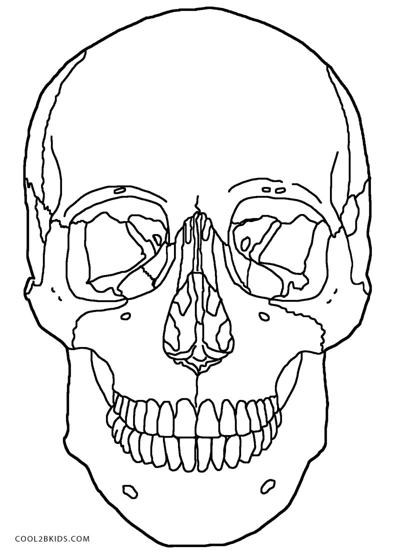800x1108 Anatomy And Physiology Coloring Pages Free