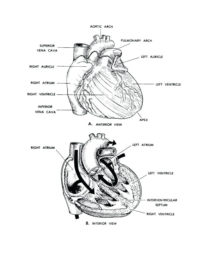 714x924 Anatomy And Physiology Coloring Pages Free Marshdrivingschool