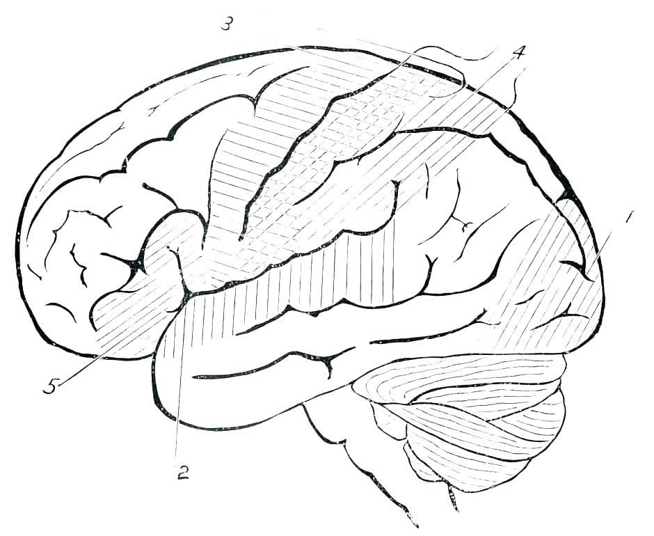 940x770 Brain Anatomy Coloring Book And Brain Anatomy Coloring Book Free