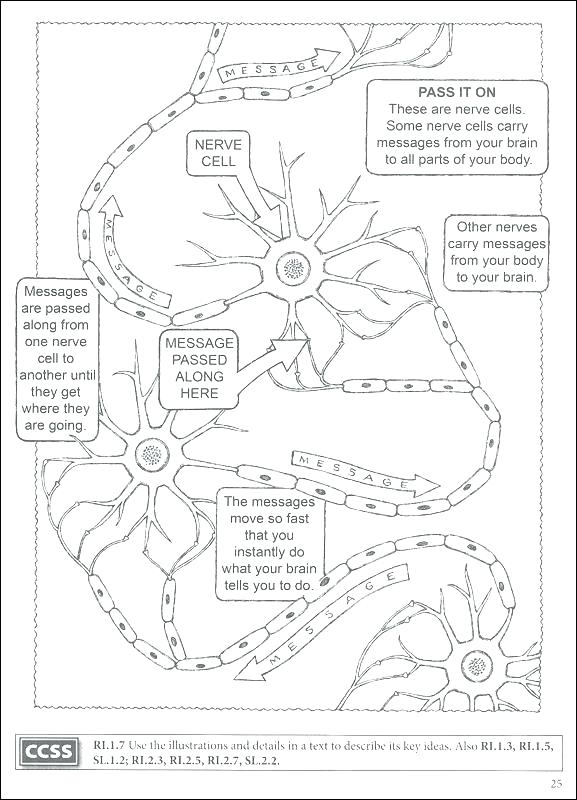 577x800 Brain Coloring Pages Printable Brain Anatomy Coloring Pages Brain