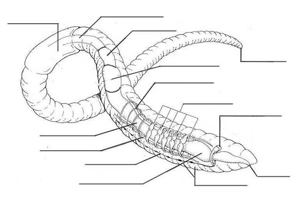 600x415 Earthworm Anatomy Coloring Pages Batch Coloring